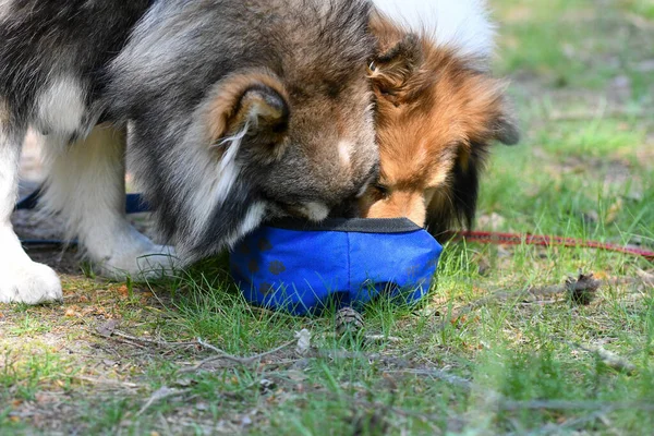 Two dogs drinking from the same water bowl outdoors