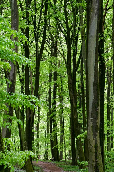 Full frame photo of green trees in summer season