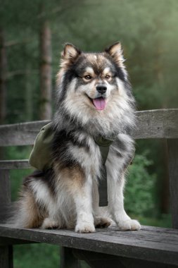 Ormanda ya da ormanda bankta oturan genç bir Fin Lapphund köpeğinin portresi