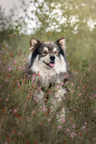 Portret Van Een Jonge Finse Lapphund Hond Zittend Tussen Bloemen — Stockfoto