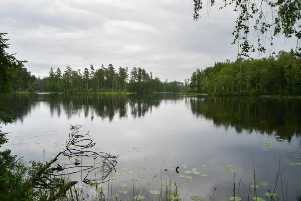 Paisagem Foto Reflexão Árvores Verdes Lago — Fotografia de Stock