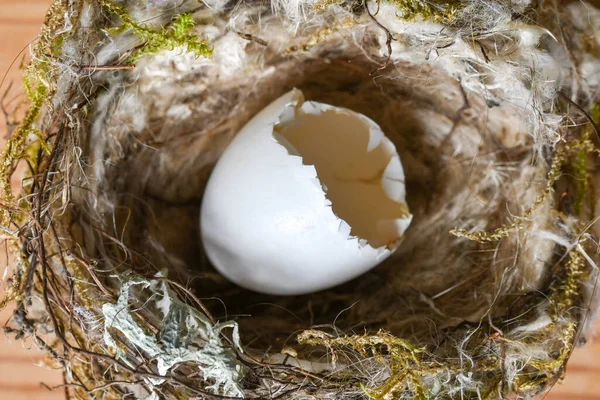 Closeup Macro Small Wild Hatched Egg Nest — Stock Photo, Image