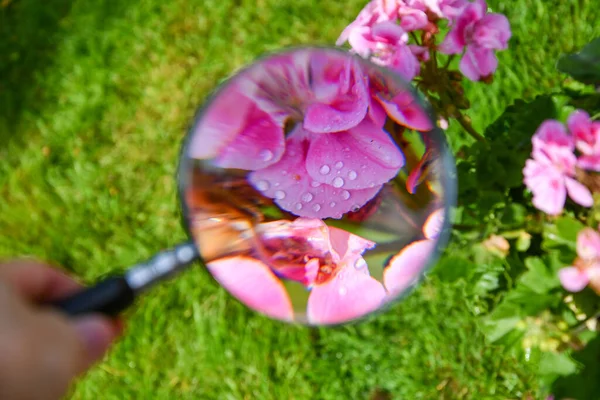 Pink Flower Rain Drops Magnifying Glass — Stock Photo, Image