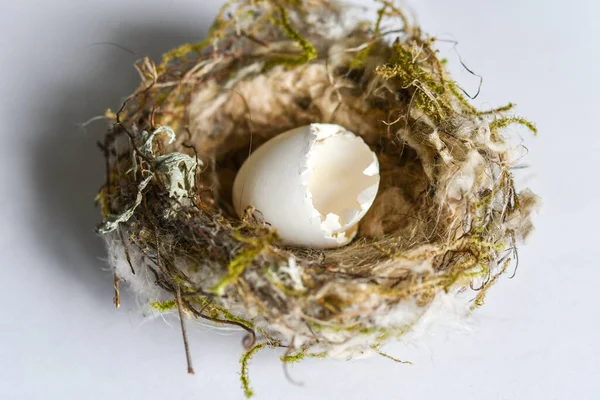Small Wild Hatched Egg Nest White Background Stock Image
