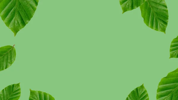 Hintergrundbild Von Grünen Blättern Auf Grünem Hintergrund — Stockfoto