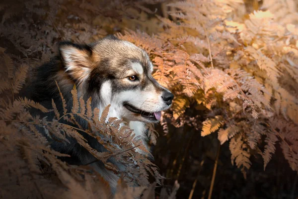 Ritratto Giovane Cane Finlandese Lapphund All Aperto Autunno — Foto Stock