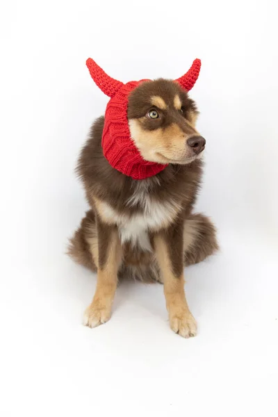 Cute Finnish Lapphund Dog Wearing Red Devil Hat Studio — Stock Photo, Image