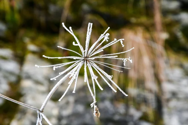 Closeup Nebo Makro Zamrzlé Kulaté Rostliny Zimním Období — Stock fotografie