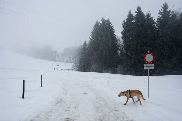 Krajobraz Ścieżki Górach Psa Okresie Mgły Śniegu Zimy — Zdjęcie stockowe
