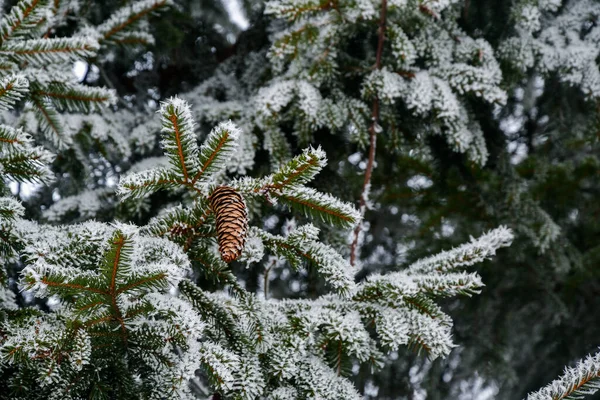 Fechar Macro Ramo Abeto Congelado Estação Inverno — Fotografia de Stock