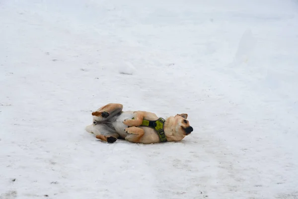 Pies Wałęsający Się Śniegu Żeby Zimą Było Zimno — Zdjęcie stockowe