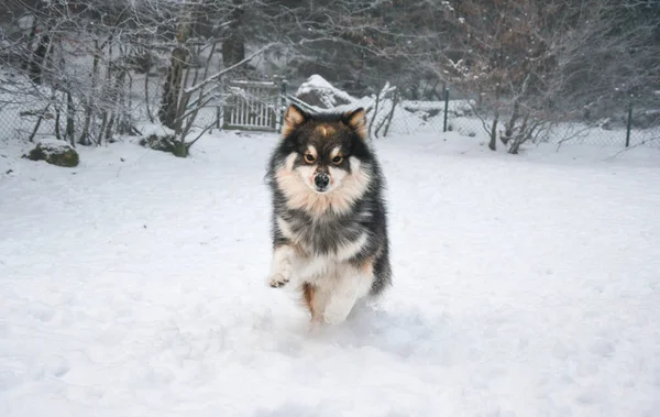 Retrato Perro Lapphund Finlandés Corriendo Jugando Nieve Durante Temporada Invierno — Foto de Stock