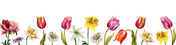 Watercolor Spring Flowers Strip Flowers Hand Drawn Daffodils Tulips Daisies Fotos De Bancos De Imagens