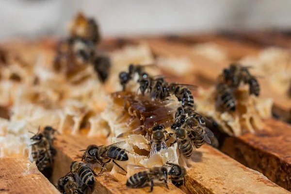 Vista de cerca de la colmena abierta que muestra marcos poblados por abejas melíferas. Abejas de miel se arrastran en una colmena abierta en panal de abejas de madera haciendo trabajo en equipo. —  Fotos de Stock