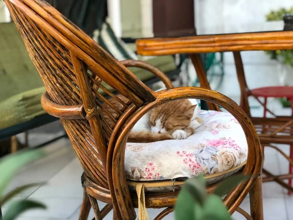 Pequeño Gatito Rojo Está Descansando Centro Estambul —  Fotos de Stock