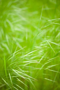 Bulanık doğal orman yeşili arka plan, metin dokusu