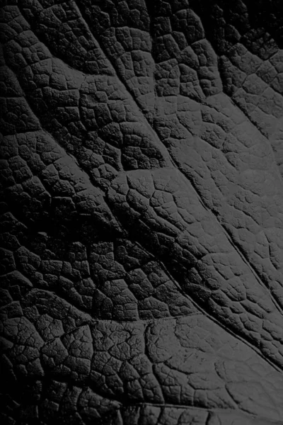 Cuir Noir Texture Feuille Noire Macro Photo Fond Noir Massif — Photo