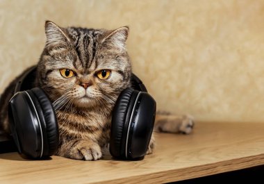 Büyük kulaklıklı komik bir kedi. Evcil hayvan portresi. Masada güzel bir kaplumbağa kabuğu kedisi yatıyor İskoç Düz.