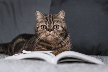 Hayvan portresi. Kanepede güzel bir kaplumbağa kabuğu kedi yatıyor, İskoç Düz. Bir kedinin önünde açık bir kitap. Evde rahat bir öğrenme ortamı.