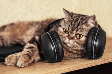 Büyük kulaklıklı komik bir kedi. Hayvan portresi. Masanın üzerinde güzel bir kaplumbağa kabuğu kedisi yatıyor İskoç Düz. Müzikal kedi. 