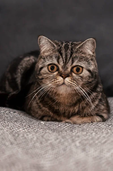 Porträt Eines Haustiers Eine Schöne Schildpatt Katze Scottish Straight Liegt — Stockfoto
