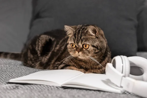 Hayvan portresi. Kanepede güzel bir kaplumbağa kabuğu kedi yatıyor, İskoç Düz. Kedinin önünde açık kitap ve kulaklık. Evde rahat bir öğrenme ortamı.