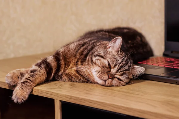 Beautiful Tortoiseshell Cat Lies Desktop Next Laptop Work Assistant Pet — Stock Photo, Image