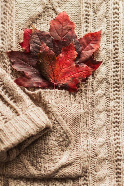 Rote Herbstblätter Ragen Aus Der Tasche Eines Warmen Strickpullis Gemütlicher — Stockfoto