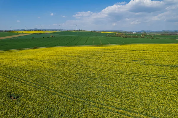 rapeseed field and green wheat, agriculture