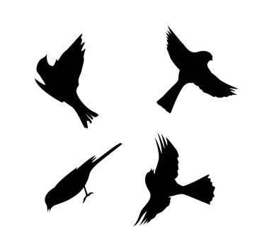 Beyaz Serçe Siluetleri İzole Edildi