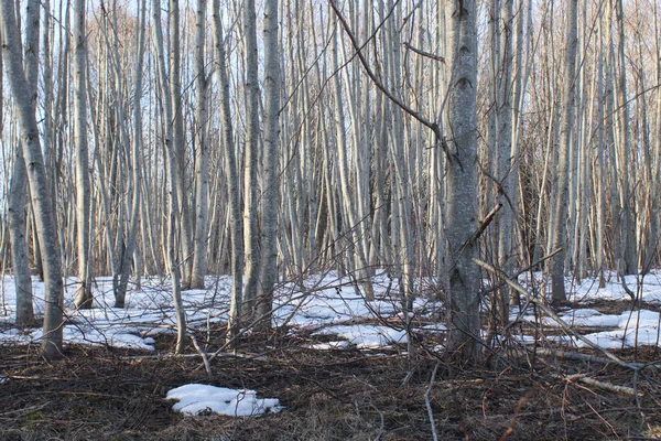 Güneşli bir günde Alder Grove 'da ilkbahar başları. Doğa geçmişi ve manzara konsepti fotoğrafı.