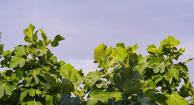                    İncir ağacı henüz olgunlaşmamış bir incir ağacıdır.            