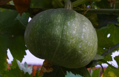                             Büyük kabak, yeşilliklerin arasında mavi kabak.   