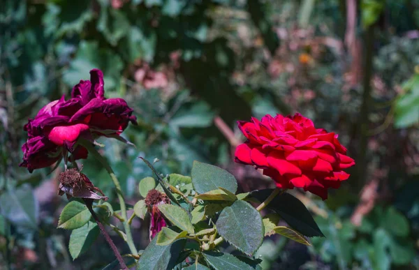 Rosas Secas Florecientes Rosas Rojas —  Fotos de Stock