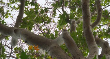                     Akçaağaç ve akçaağaç dallarının altından bak           