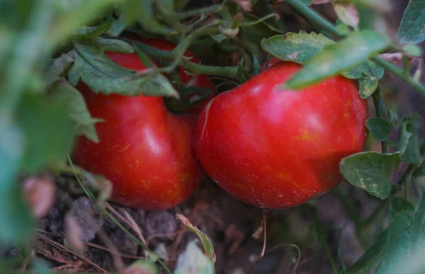 Dans Jardin Les Tomates Sont Cuites Rouge — Photo