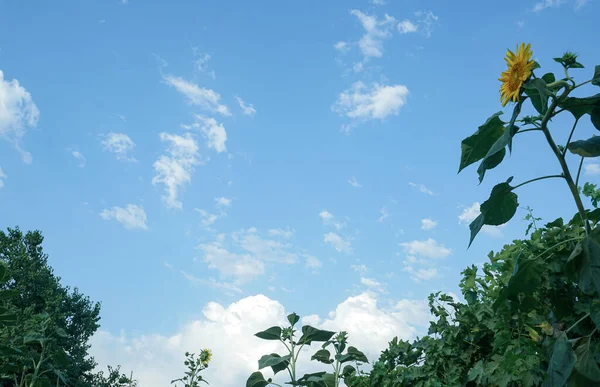 Tournesol Ciel Bleu Fleurs Tournesol — Photo