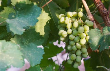                  Beyaz üzüm ağacı, bu üzüm sonbaharda olgunlaşır.              