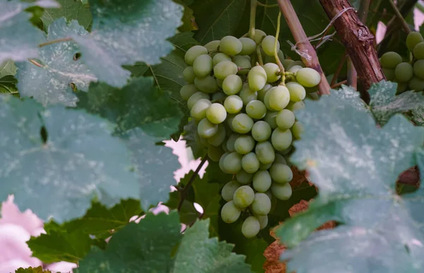 White Grape Trees Vines Grapes Ripen Late Autumn — Stock Photo, Image