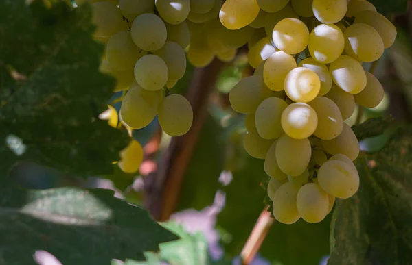 Uvas Brancas Videiras Maduras — Fotografia de Stock