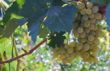                   Beyaz üzümler, verimli sarmaşıklar.             