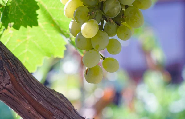 Белый Виноград Плодородная Лоза — стоковое фото