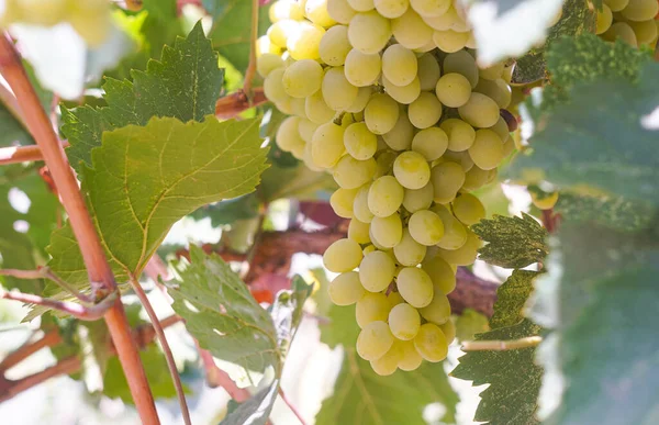 Белый Виноград Плодородная Виноградная Лоза — стоковое фото