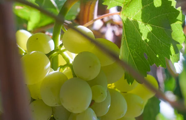 Белый Виноград Плодородная Лоза — стоковое фото