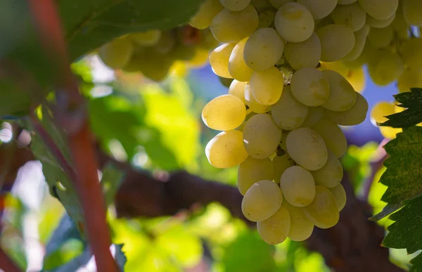 White Grapes Ripe Grape Vines — Stock Photo, Image