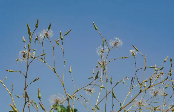 Wild Dandelion Plant Flies Seed — Stock Photo, Image