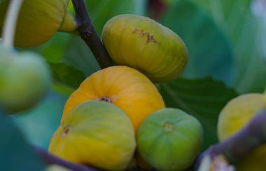                  Sarı incir ağacı, sarı olgun incir.              