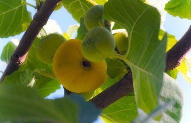                  Sarı incir ağacı, sarı olgun incir meyvesi              