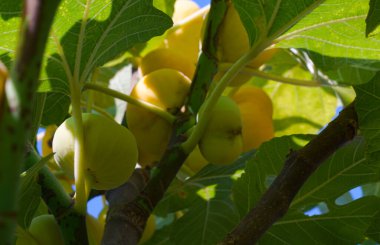                 Sarı olgun incir ağacı, Orta Asya inciri               