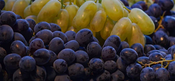 Ein Tablett Mit Schwarzen Und Gelben Trauben Sehr Süße Trauben — Stockfoto